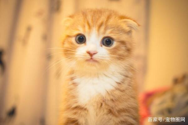 常见的猫咪品种，你最喜欢哪个？