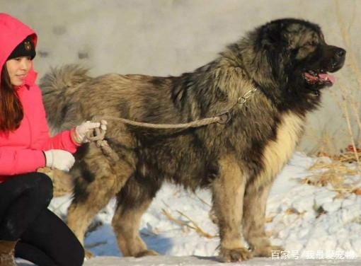 世界上体型最大的5种狗你都听说过吗？