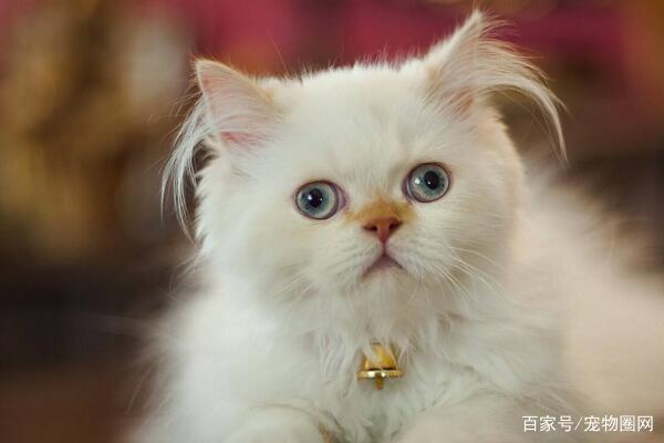 常见的猫咪品种，你最喜欢哪个？