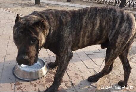 世界上体型最大的5种狗你都听说过吗？