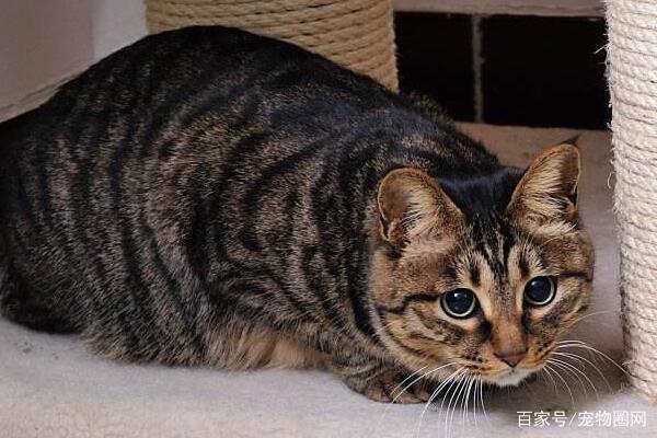 常见的猫咪品种，你最喜欢哪个？