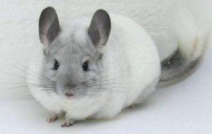 龙猫是属于什么科的？