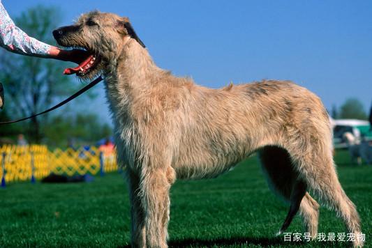 世界上体型最大的5种狗你都听说过吗？