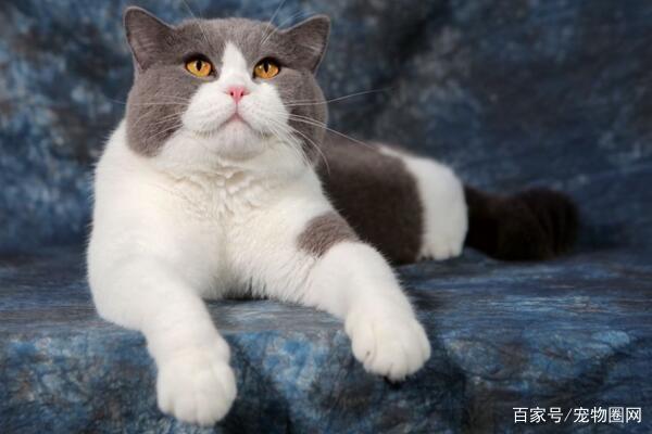 常见的猫咪品种，你最喜欢哪个？