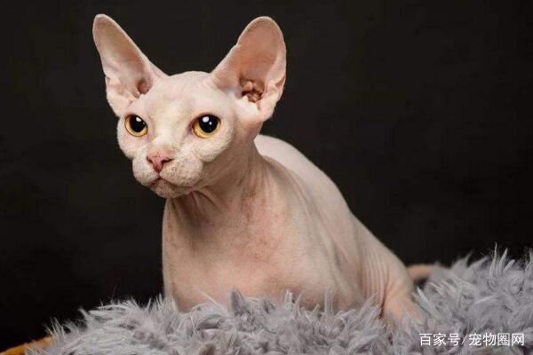 常见的猫咪品种，你最喜欢哪个？