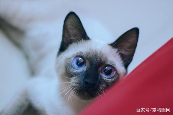 常见的猫咪品种，你最喜欢哪个？