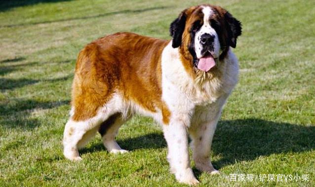 世界上体型最大的5种狗你都听说过吗？