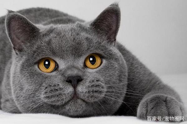 常见的猫咪品种，你最喜欢哪个？