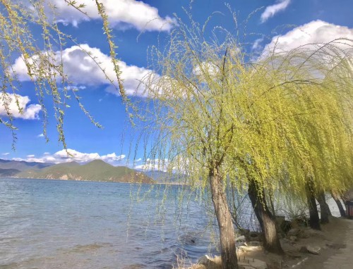 夏天什么水果是当季的