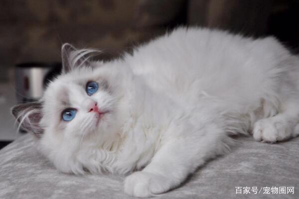 常见的猫咪品种，你最喜欢哪个？