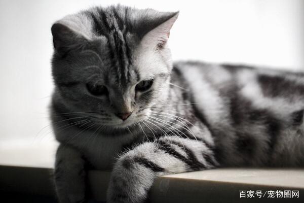 常见的猫咪品种，你最喜欢哪个？