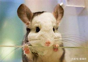 龙猫是属于什么科的？