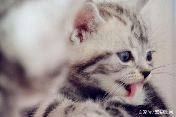 常见的猫咪品种，你最喜欢哪个？