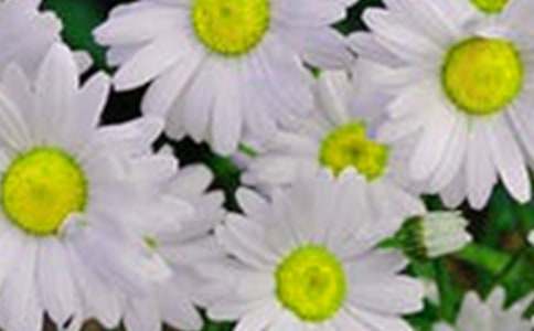 2025年通用花朵优美句子摘录45条