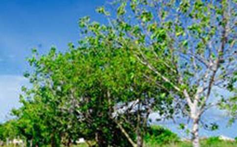 2025年通用优美风景句子集锦37条