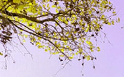 2025年景色优美句子锦集58句