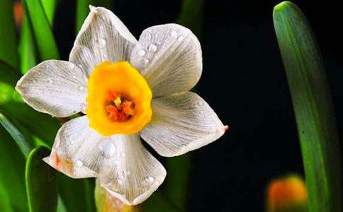 关于水仙不开花的歇后语