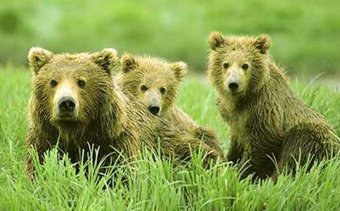 关于狗熊的歇后语130句