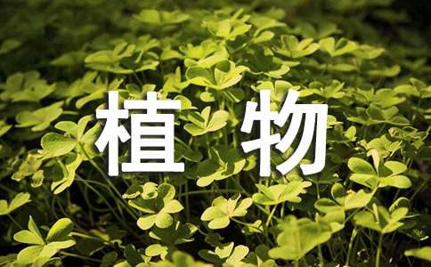 多肉植物佛珠养殖技巧