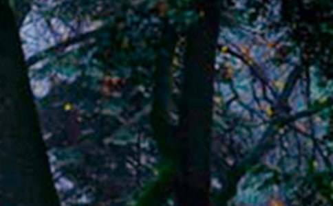 森林防火工作情况报告