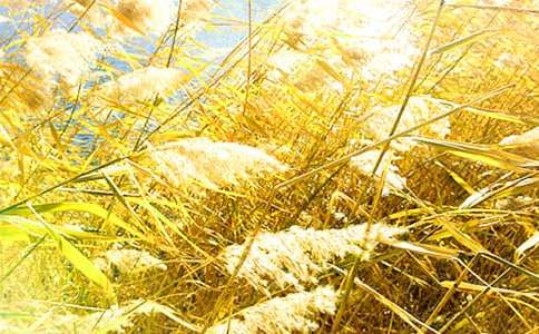 芦苇的谜语汇总