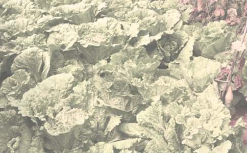 关于农作物种合同集合8篇