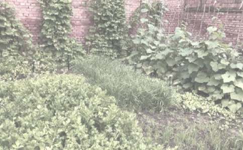 农作物土地承包合同