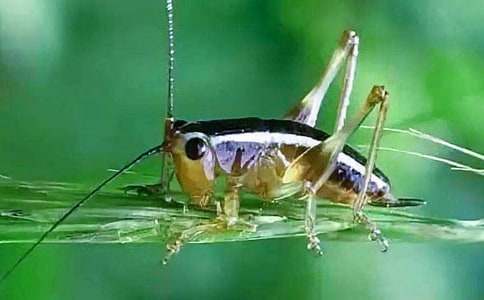  《蟋蟀的住宅》说课稿