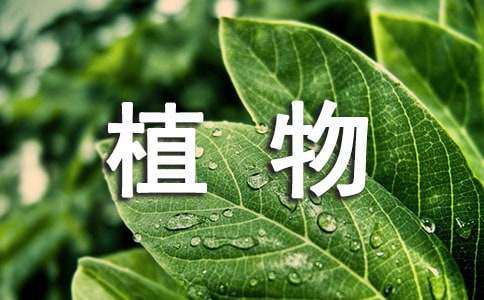 关于植物谜语
