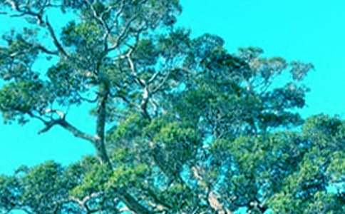 中班美术美丽的大树教案