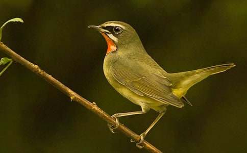 小鸟和牵牛花说课稿