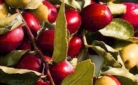 水果买卖合同范文