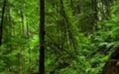 森林防火工作开展情况汇报12篇