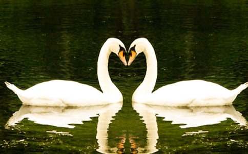 2017年度小天鹅Ａ董事会工作报告