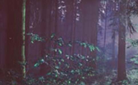 林场森林防火工作汇报