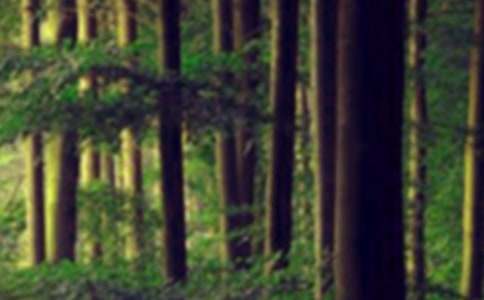 森林防火班会教案 15篇