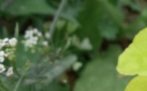 关于夏至的谚语