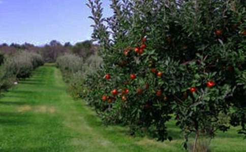 果园租赁合同范本