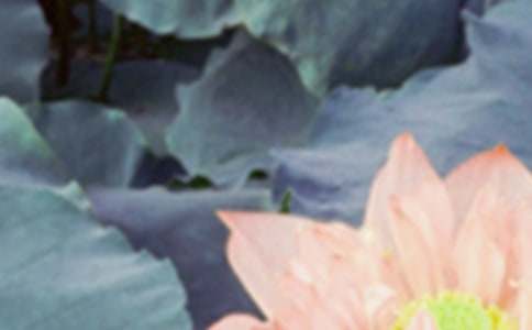 关于夏至的谚语大全