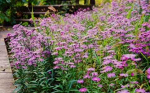 《巨人的花园》说课稿