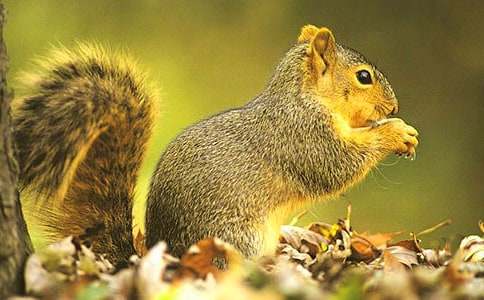 《松鼠》说课稿