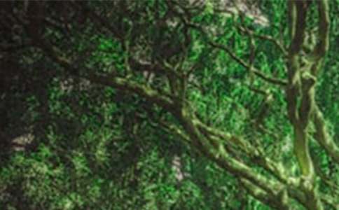 森林生态旅游协议书