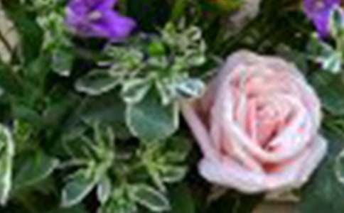 人生哲理文章:生活的玫瑰