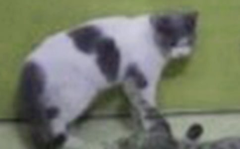 关于小猫杜威读后感