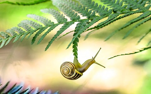 观察蜗牛日记200字