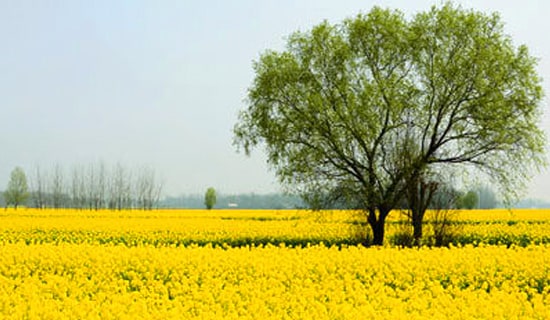 春游小学日记400字