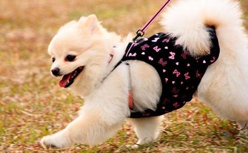 小学我最爱的小狗英语作文赏析