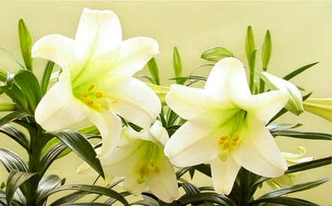 关于《心田上的百合花》读后感600字