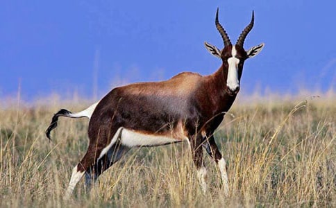 有关《羚羊木雕》的读后感