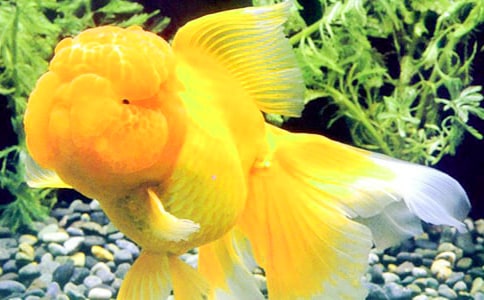 一篇写金鱼的作文